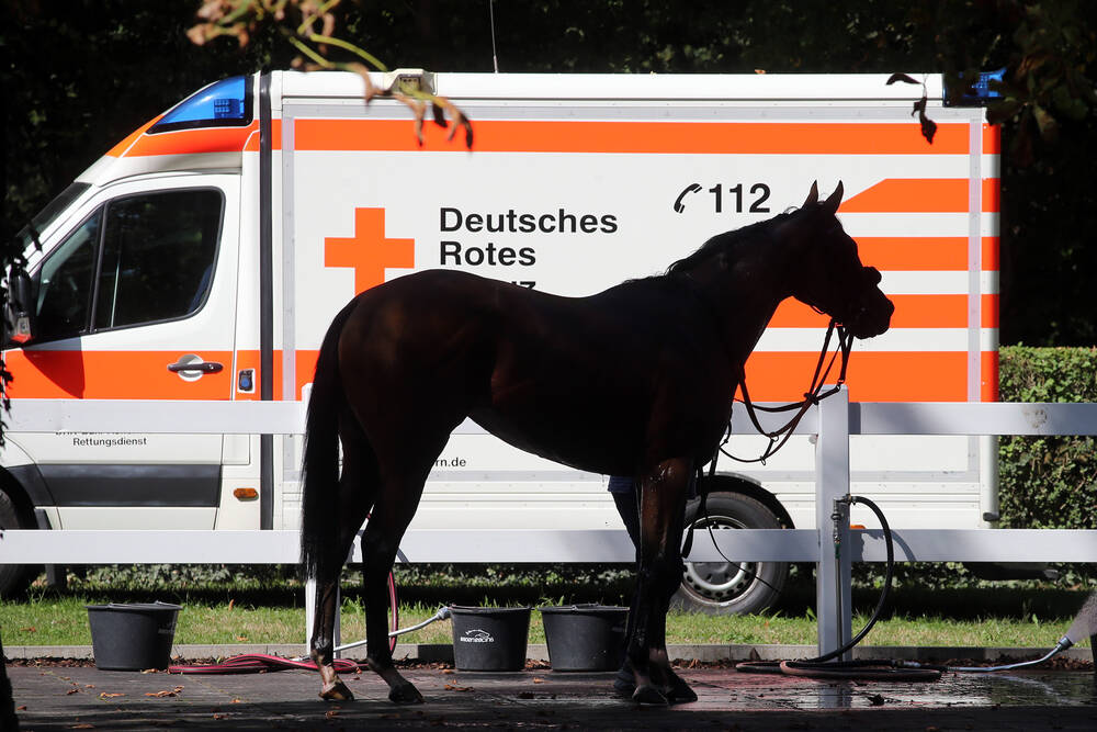 Schrecklicher Verkehrsunfall  – Rentner rast mit Auto in Reitpferd – Reiterin und Tier tot!