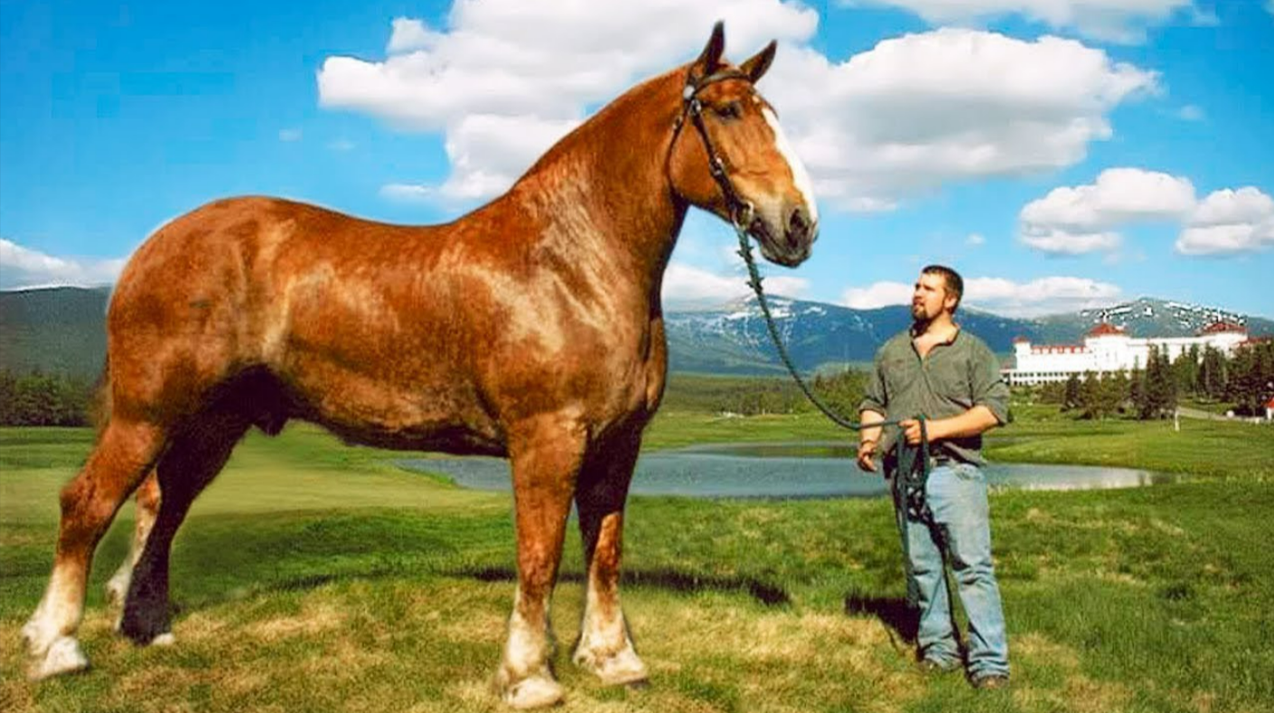 Einfach unglaublich! - So riesig ist das größte Pferd der Welt