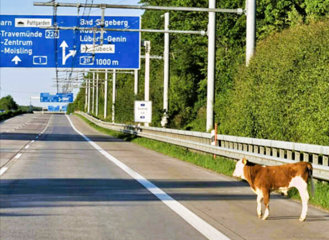 Kuh auf der Autobahn! Vollsperrung - ausgebüxtes Kalb sorgt für Stress bei Autofahrern! 