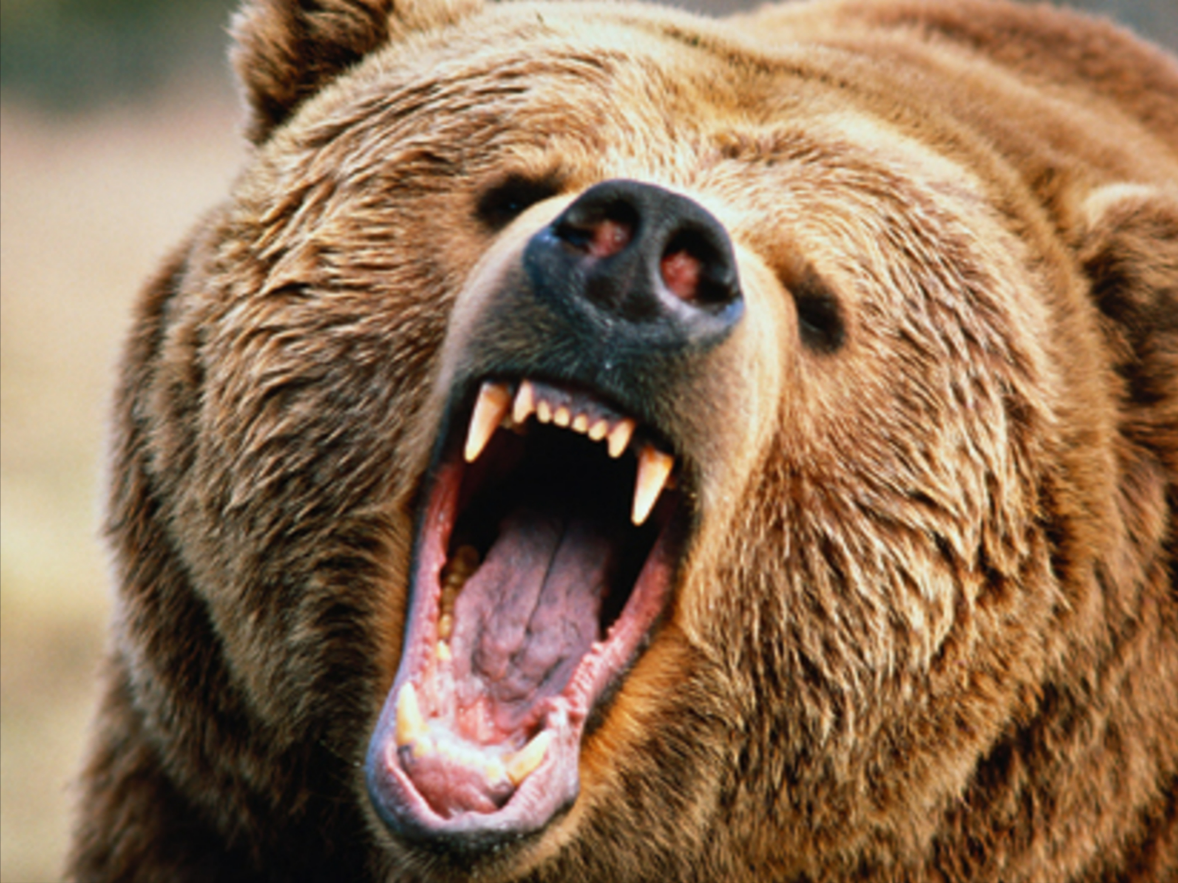 Wander-Ehepaar trifft auf Bär - Frau kommt bei Flucht ums Leben!