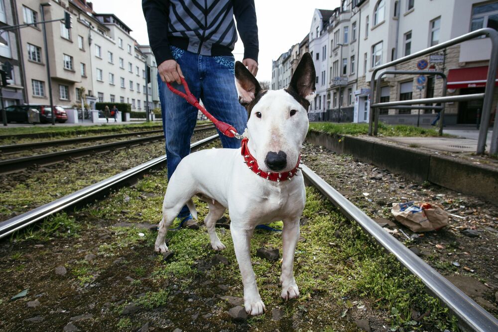 Hund erschießt Herrchen! Unglaublicher Unfall endet tödlich! Waffenliebhaber vom eigenen Hund getötet