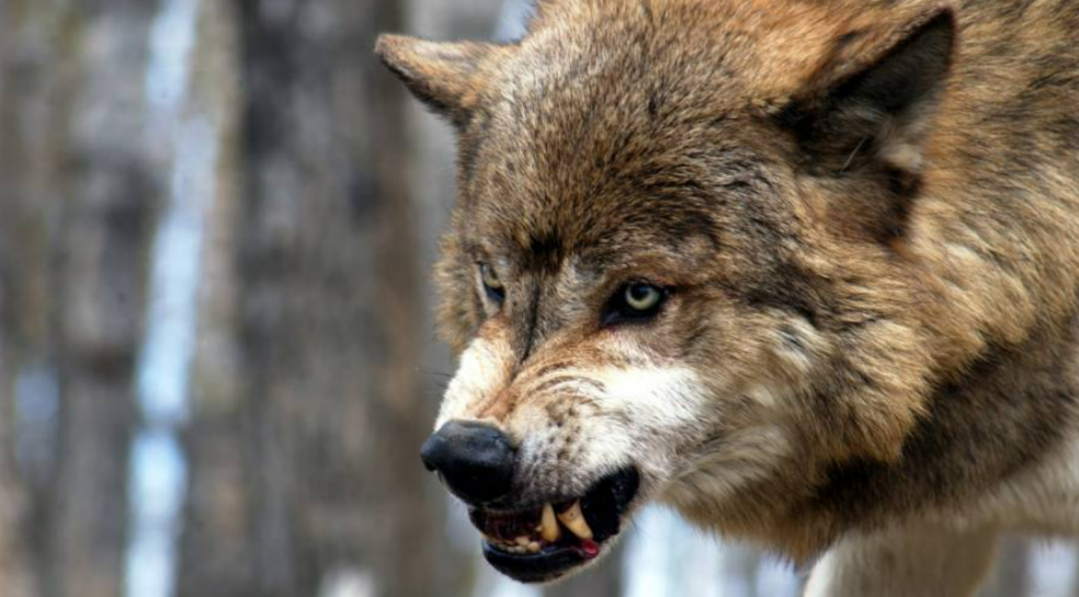 Wolf-Attacke in einem Waldstück: Sechsjähriger Junge schwer verletzt